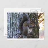 リス ポストカード (正面/裏面)