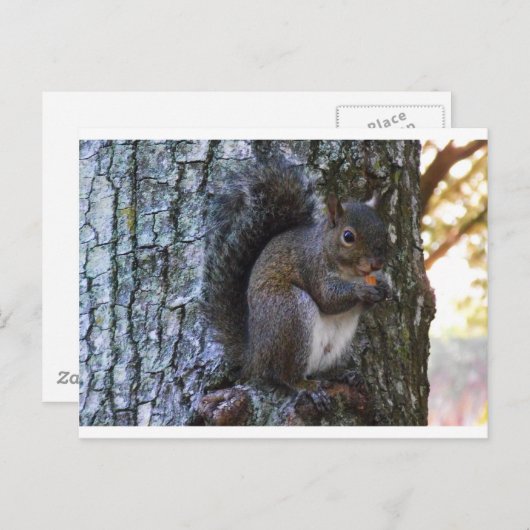 リス ポストカード (正面/裏面)
