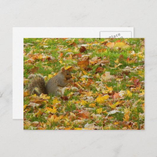 リス ポストカード (正面/裏面)