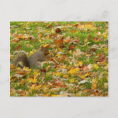 リス ポストカード (正面)