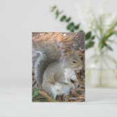 リス ポストカード (スタンド正面)