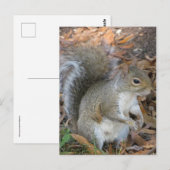 リス ポストカード (正面/裏面)