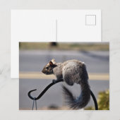 リス ポストカード (正面/裏面)