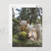 リス ポストカード (正面/裏面)