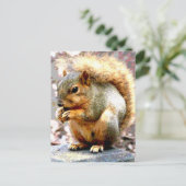 リス ポストカード (スタンド正面)