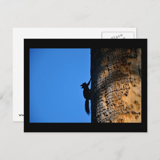 リス ポストカード (正面/裏面)