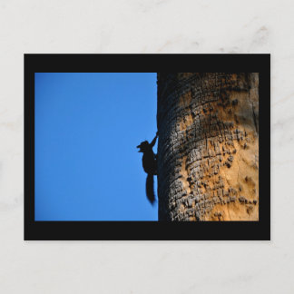 リス ポストカード