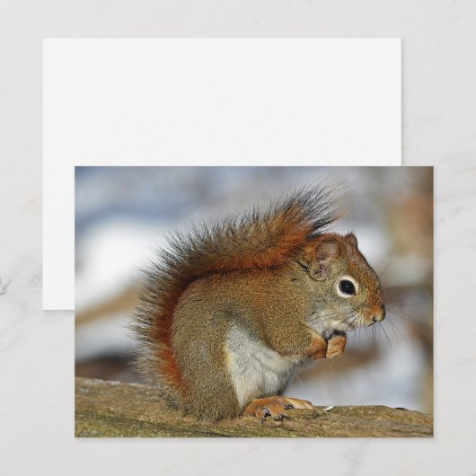 リス ポストカード (正面/裏面)