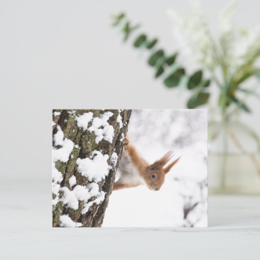 リス ポストカード (スタンド正面)