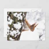 リス ポストカード (正面/裏面)