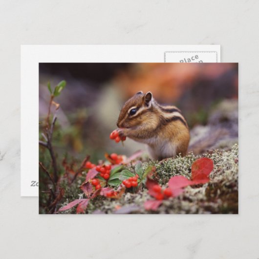 リス ポストカード (正面/裏面)