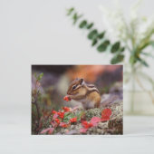 リス ポストカード (スタンド正面)