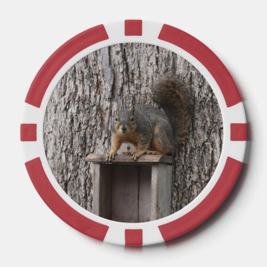 リス ポーカーチップ (正面)