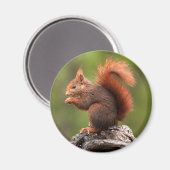 リス マグネット (正面/裏面)