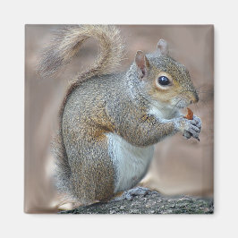 リス マグネット