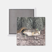 リス マグネット (正面/裏面)