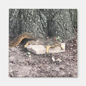 リス マグネット (正面)