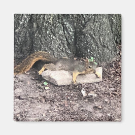 リス マグネット