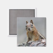 リス マグネット (正面/裏面)