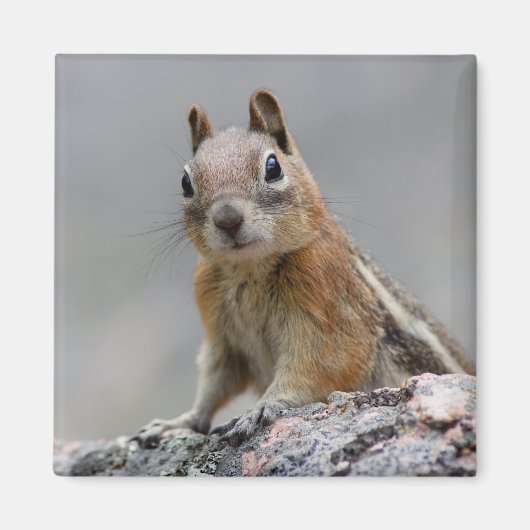 リス マグネット (正面)