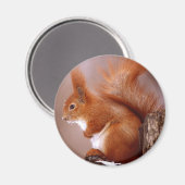 リス マグネット (正面/裏面)