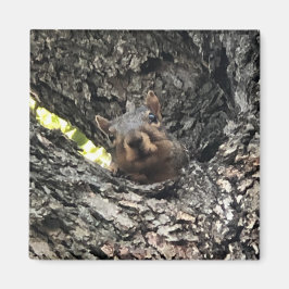 リス マグネット