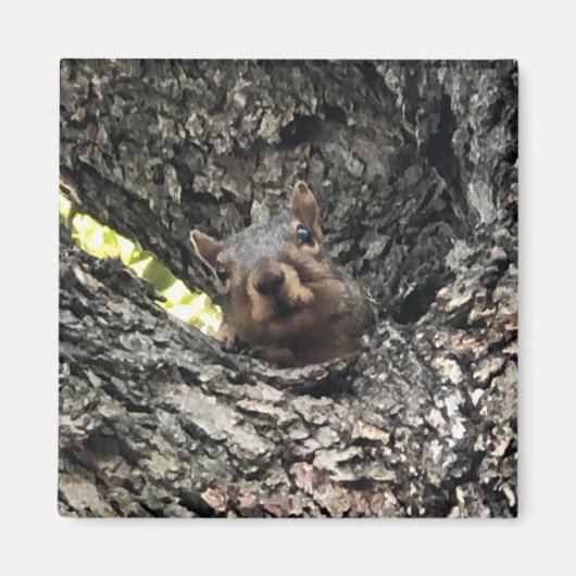 リス マグネット (正面)