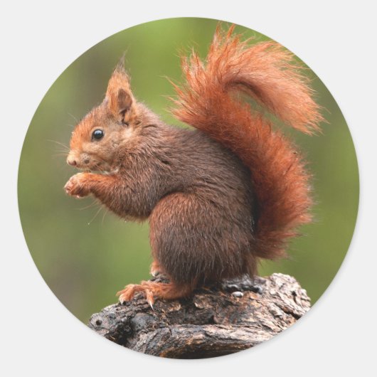 リス ラウンドシール (正面)