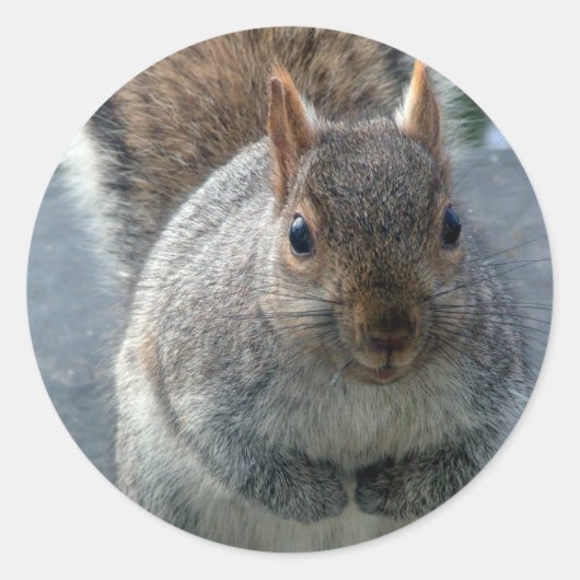 リス ラウンドシール (正面)