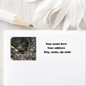 リス ラベル (インサイチュ)