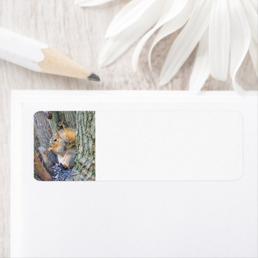 リス ラベル (インサイチュ)