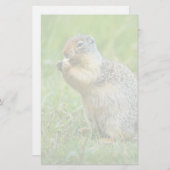 リス 便箋 (正面/裏面)