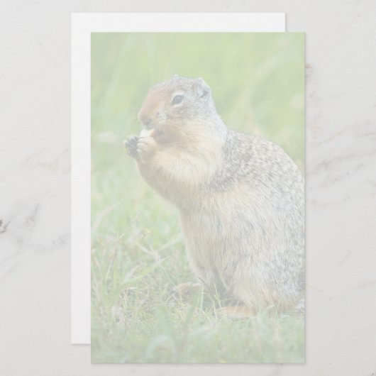 リス 便箋 (正面/裏面)