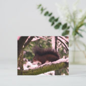 リス 冬の写真 ポストカード (スタンド正面)