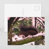 リス 冬の写真 ポストカード (正面/裏面)