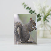 リス（灰色） ポストカード (スタンド正面)