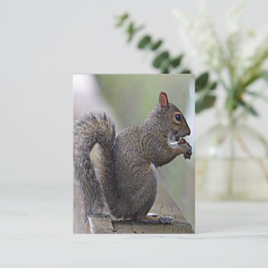 リス（灰色） ポストカード (スタンド正面)