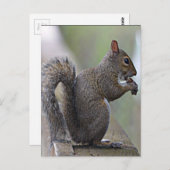 リス（灰色） ポストカード (正面/裏面)