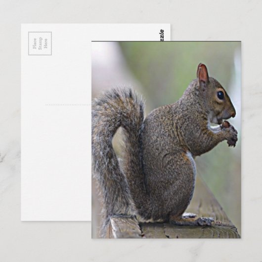 リス（灰色） ポストカード (正面/裏面)