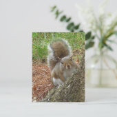 リス「覗き見」 ポストカード (スタンド正面)