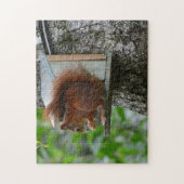 リス 赤い げっ歯類 かわいい 自然 庭 食事 胡桃 ジグソーパズル (縦)