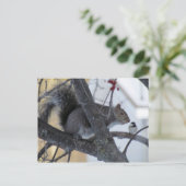 リス/《鳥》アメリカゴガラはがき ポストカード (スタンド正面)