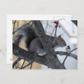 リス/《鳥》アメリカゴガラはがき ポストカード (正面/裏面)