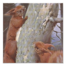 リス (Sciurus vulgaris)