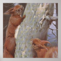 リス (Sciurus vulgaris)