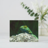 リズ ポストカード (スタンド正面)