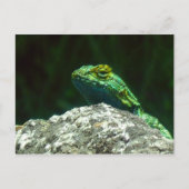 リズ ポストカード (正面)