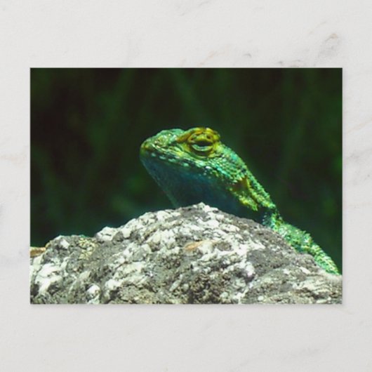 リズ ポストカード (正面)