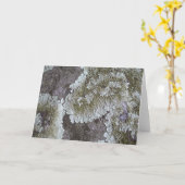 リチェン カード (黄色い花)