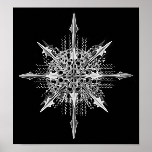 リチャナスピミランダエルンストヘッケルファインアート ポスター (正面)